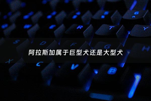 阿拉斯加属于巨型犬还是大型犬 - 阿拉斯加是大型犬还是中型