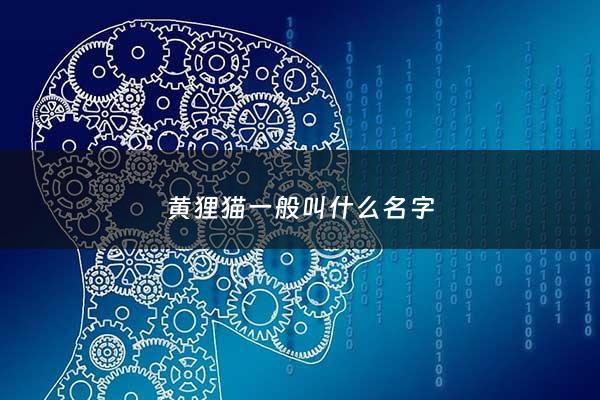 黄狸猫一般叫什么名字 - 黄狸猫一般叫什么名字呢