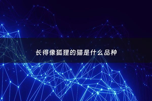 长得像狐狸的猫是什么品种 - 长得像狐狸的猫非常可爱