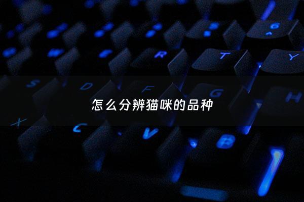 怎么分辨猫咪的品种 - 猫怎么辨别品种