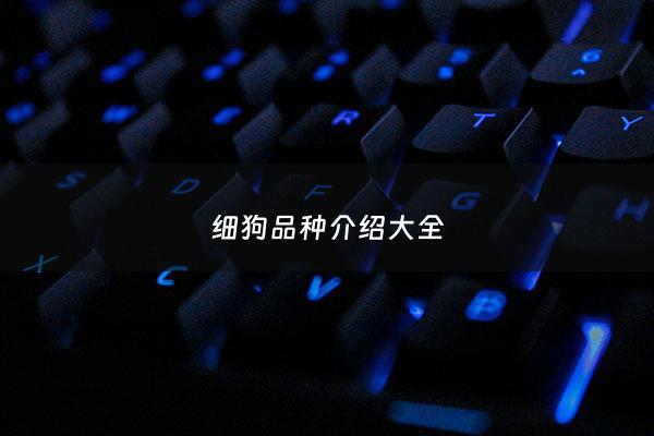 细狗品种介绍大全 - 细狗有几种