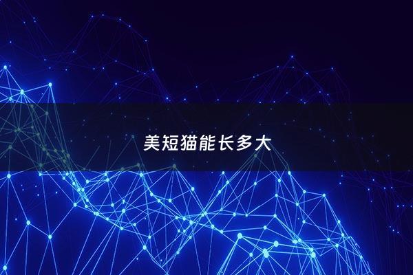 美短猫能长多大 - 美短猫可以长多大