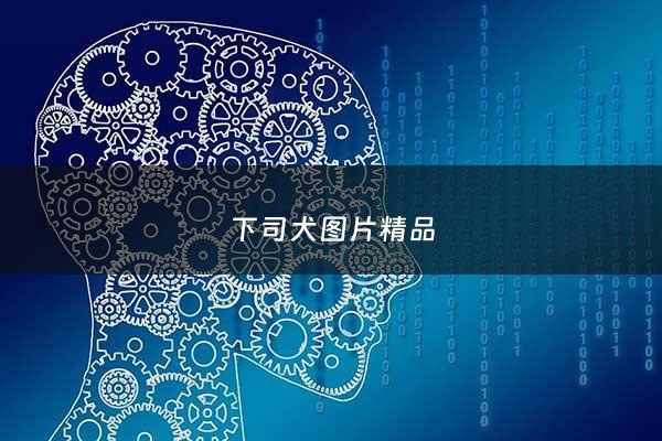 下司犬图片精品 - 下司犬图片 纯种