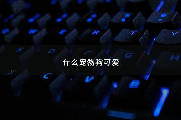 什么宠物狗可爱 - 什么狗好可爱
