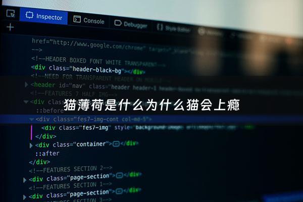 猫薄荷是什么为什么猫会上瘾 - 猫薄荷为什么对猫没用