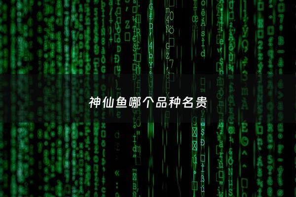 神仙鱼哪个品种名贵 - 神仙鱼那个品种好
