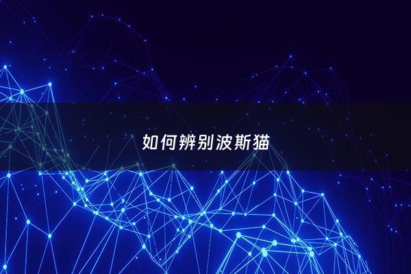 如何辨别波斯猫 - 怎么看波斯猫真假