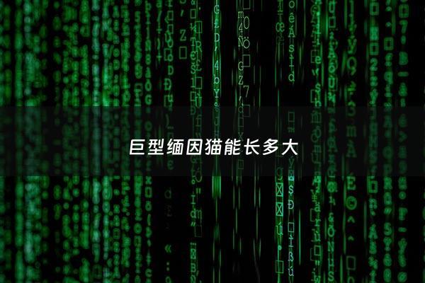 巨型缅因猫能长多大 - 巨形缅因猫