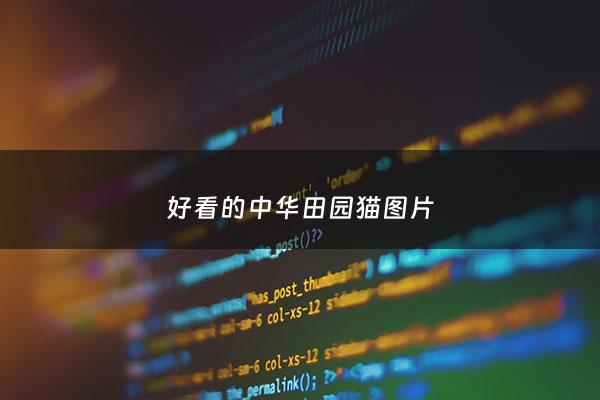 好看的中华田园猫图片 - 好看的中华田园犬***