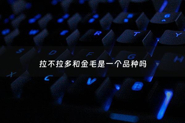拉不拉多和金毛是一个品种吗 - 拉不拉多和金毛的关系