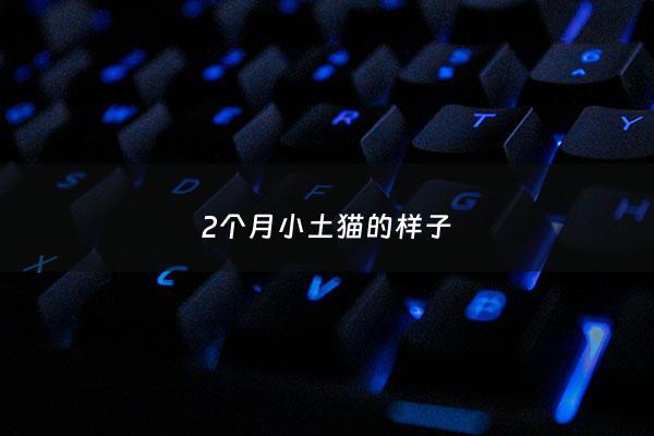 2个月小土猫的样子 - 两个月的土猫怎么喂食