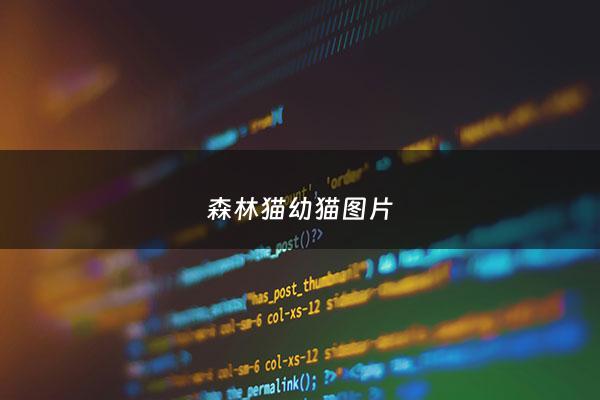 森林猫幼猫图片 - 森林猫是什么猫