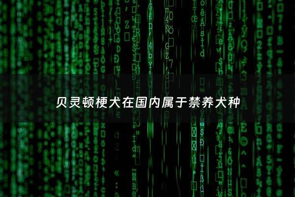 贝灵顿梗犬在国内属于禁养犬种 - 贝灵顿梗缺点
