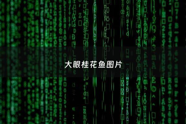 大眼桂花鱼图片 - 大眼鳜的区别