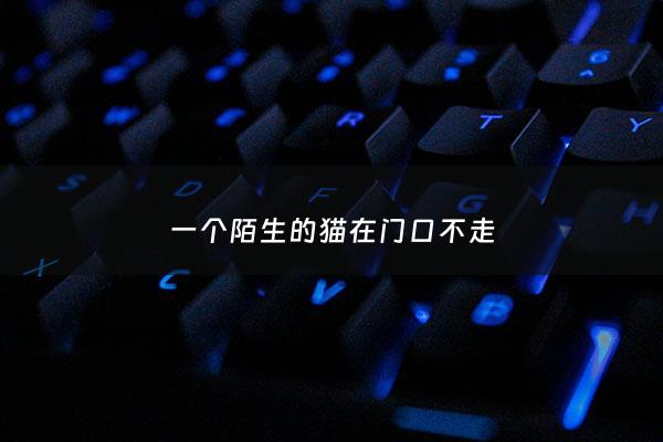 一个陌生的猫在门口不走 - 猫***是吉还是凶