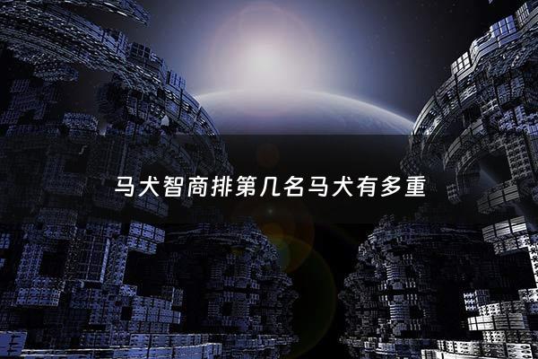 马犬智商排第几名马犬有多重 - 马犬智商排名第几名
