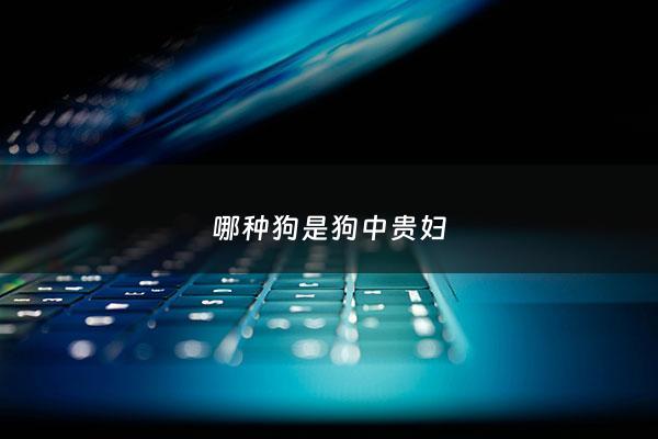 哪种狗是狗中贵妇 - 什么狗贵重