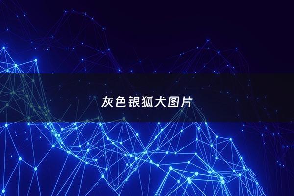 灰色银狐犬图片 - 银灰色狗是什么品种
