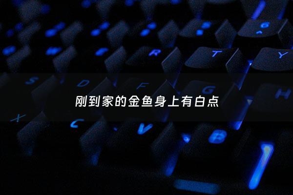 刚到家的金鱼身上有白点 - 养的小金鱼身上有白点