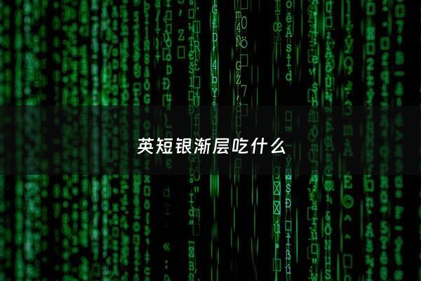 英短银渐层吃什么 - 英短银渐层喂养要点