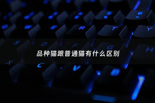 品种猫跟普通猫有什么区别 - 品种猫和家猫的区别
