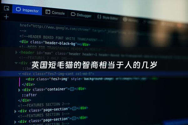 英国短毛猫的智商相当于人的几岁 - 英国短毛聪明吗