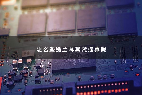 怎么鉴别土耳其梵猫真假 - 土耳其梵猫***价钱