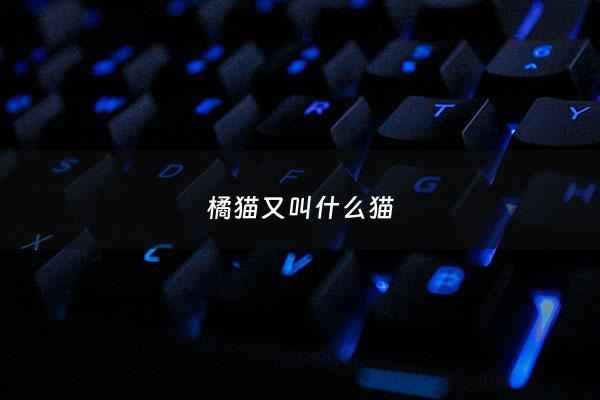 橘猫又叫什么猫 - 橘猫还叫什么名字