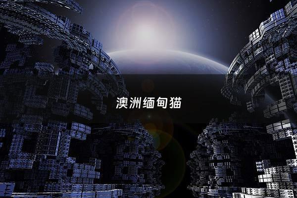 澳洲缅甸猫 - 缅甸猫咪品种