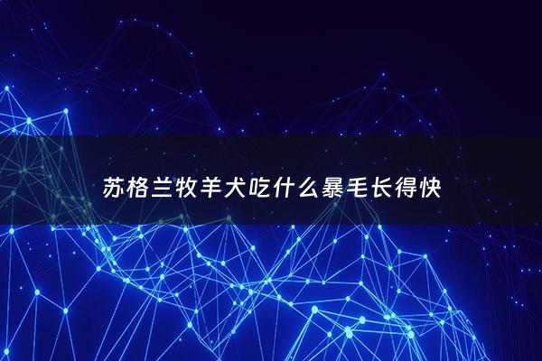 苏格兰牧羊犬吃什么暴毛长得快 - 苏格兰牧羊犬吃什么好