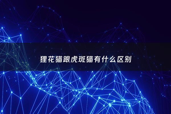 狸花猫跟虎斑猫有什么区别 - 狸花猫和虎斑猫分不清