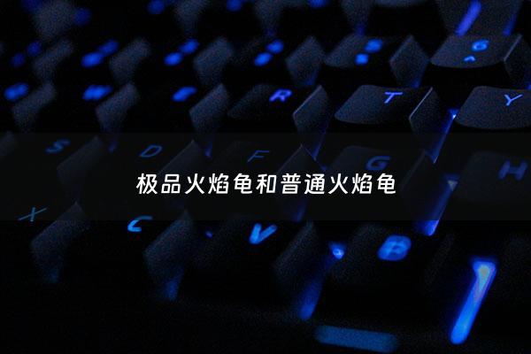 极品火焰龟和普通火焰龟 - 极品火焰龟苗