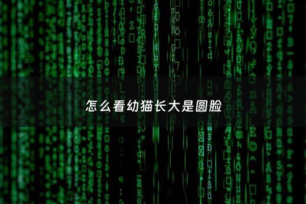 怎么看幼猫长大是圆脸 - 怎么看幼猫长大好不好看