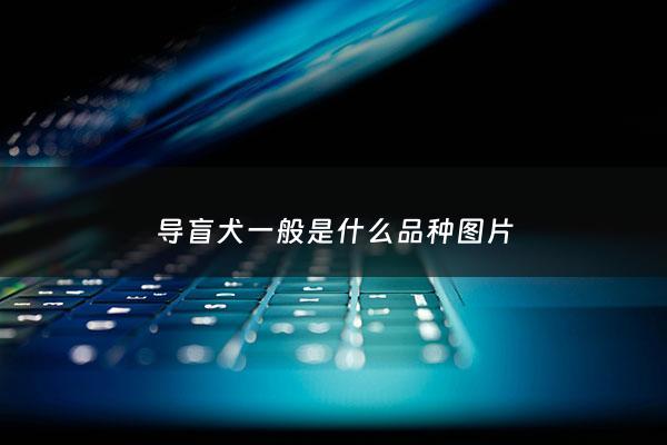 导盲犬一般是什么品种图片 - 导盲犬又叫什么名
