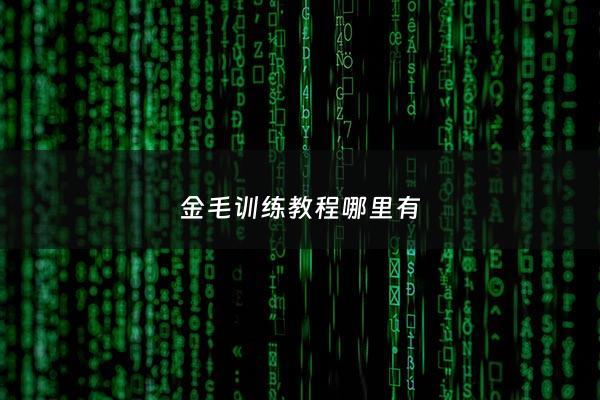 金毛训练教程哪里有 - 金毛的训练