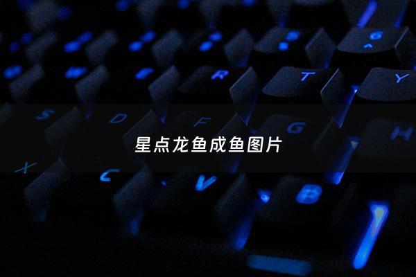 星点龙鱼成鱼图片 - 星点龙鱼是上层鱼吗