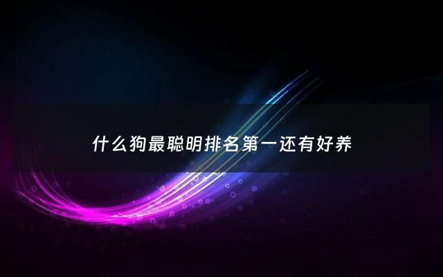 什么狗最聪明排名第一还有好养 - 什么狗最聪明好养活