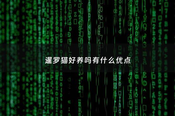 暹罗猫好养吗有什么优点 - 暹罗猫好样吗