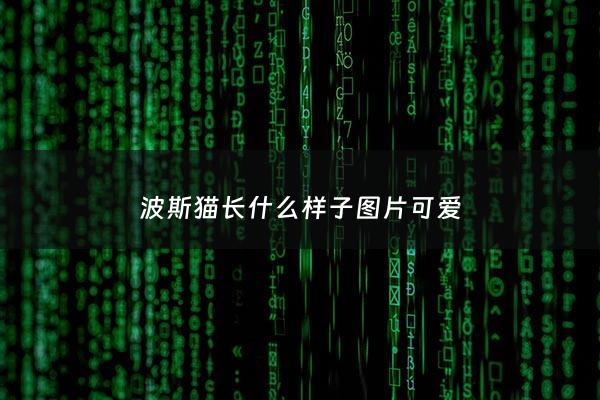 波斯猫长什么样子图片可爱 - 波斯猫长什么样子图片 小时候