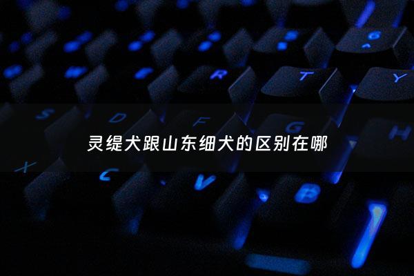 灵缇犬跟山东细犬的区别在哪 - 灵缇跟细狗的区别