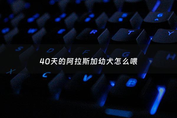 40天的阿拉斯加幼犬怎么喂 - 40多天阿拉斯加幼犬吃多少合适
