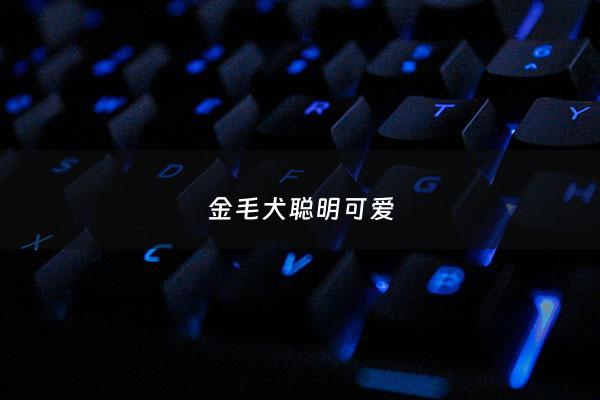金毛犬聪明可爱 - 金毛犬好可爱