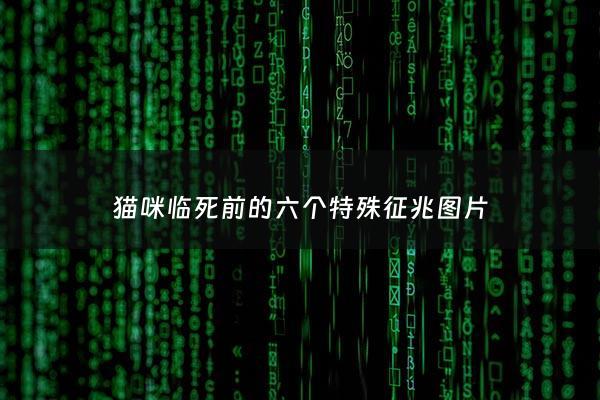 猫咪临死前的六个特殊征兆图片 - 猫咪临死前会做什么