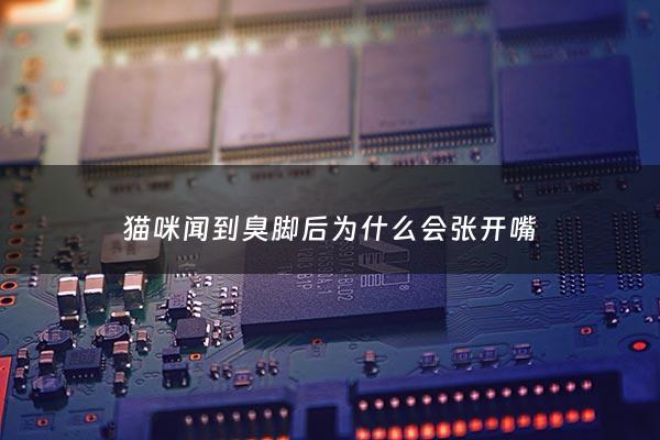 猫咪闻到臭脚后为什么会张开嘴 - 为什么猫闻到脚臭反应那么大