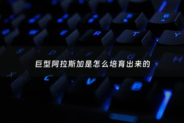 巨型阿拉斯加是怎么培育出来的 - 巨型阿拉斯加养起来成本高吗