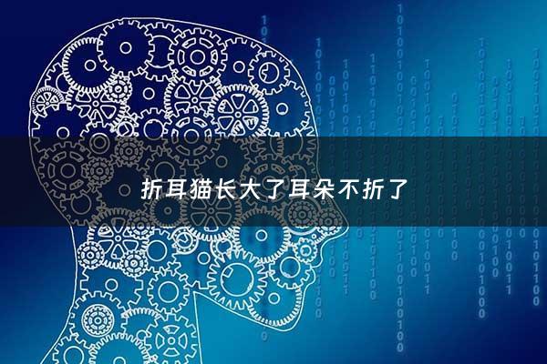 折耳猫长大了耳朵不折了 - 折耳猫越长大耳朵越立起来原因