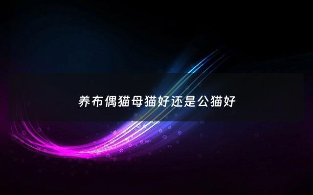 养布偶猫母猫好还是公猫好 - 布偶猫是公的好养还是母的好养
