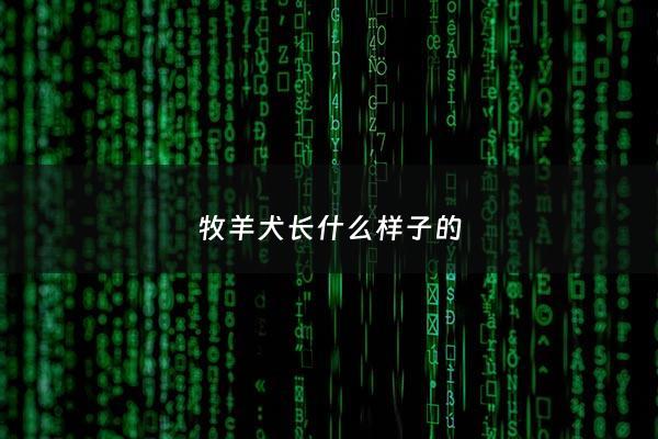 牧羊犬长什么样子的 - 牧羊犬是什么样子